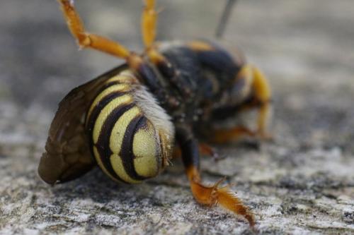 Réf. 270 203 : Anthidium sp.